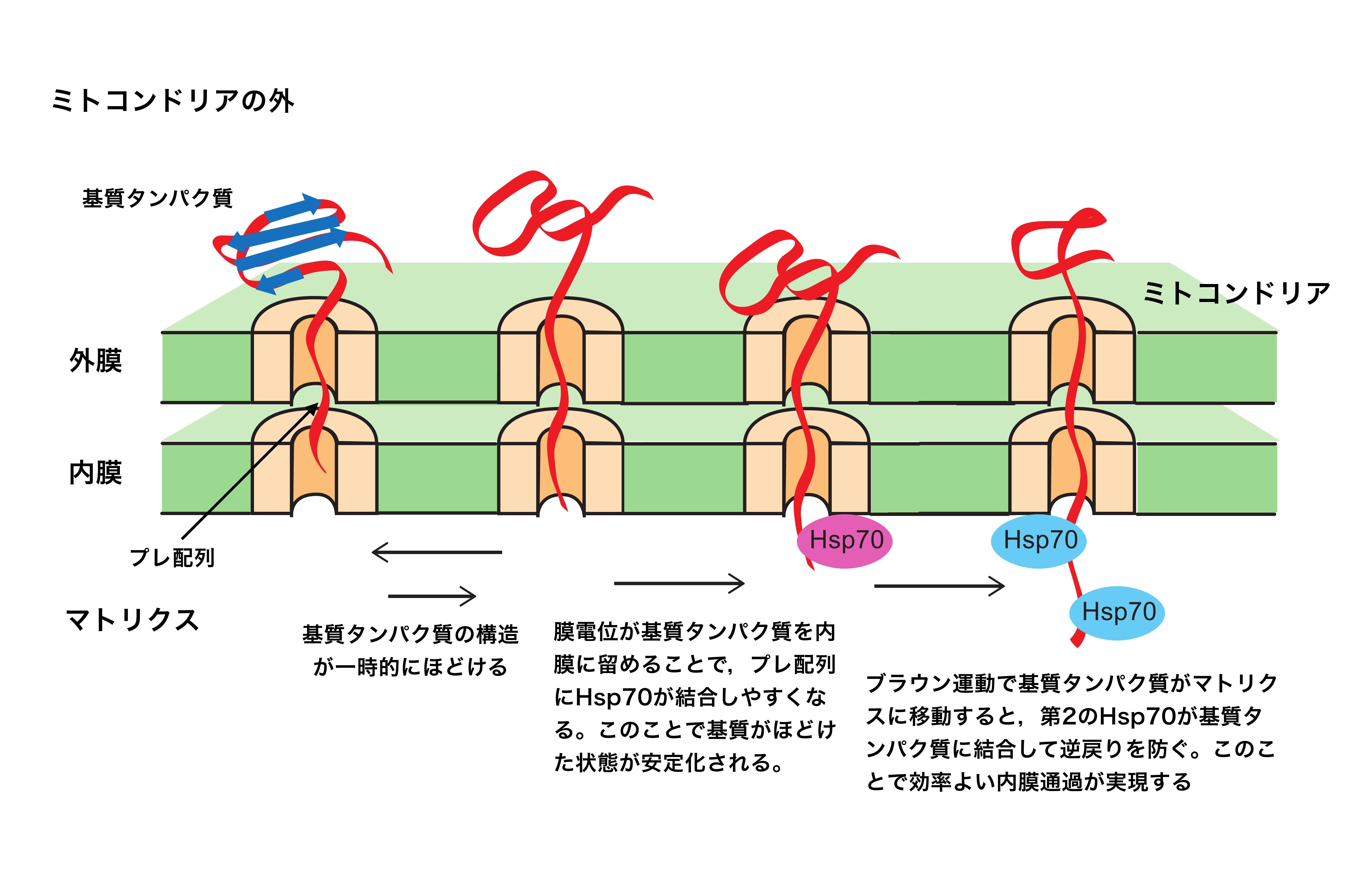 【済】_201907--_【大学プレス●】【京都産業大学】ミトコンドリアのプレ配列をもつタンパク質の内膜透過に必須の膜電位の役割を解明.jpg