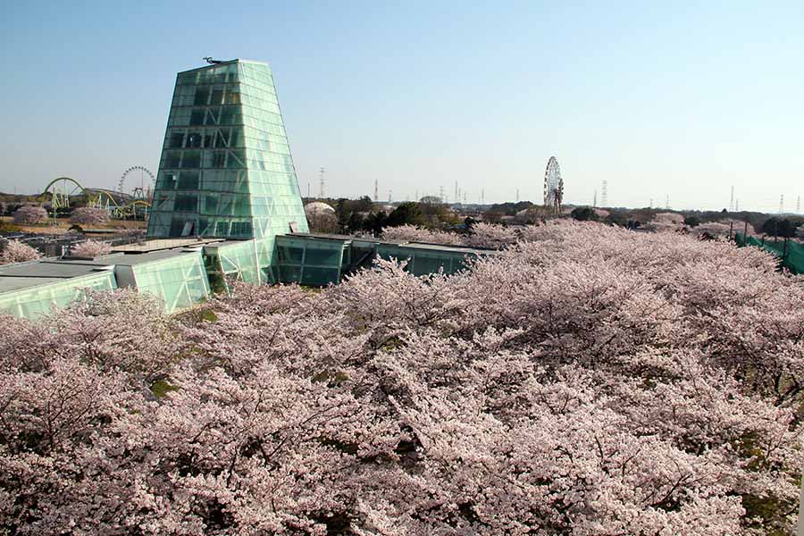 校舎の窓から望む桜の広場。奥がLCセンター(2015年3月31日撮影)