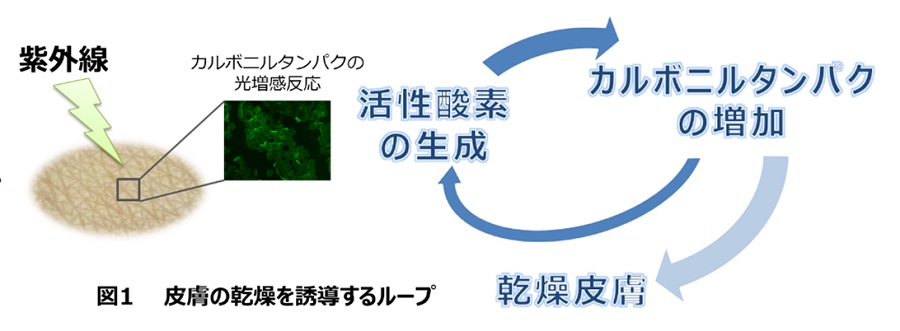 図1:皮膚の乾燥を誘導するループ