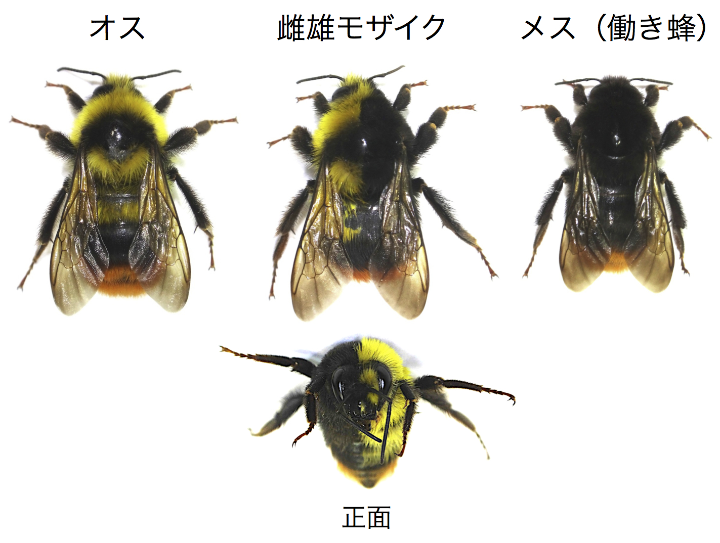 【図1】外観の比較 クロマルハナバチの体色には、オス:黄色/メス:黒色という性による顕著な違いがある。雌雄モザイク個体は左半身がオスの、右半身がメスの特徴をそれぞれ示していた。