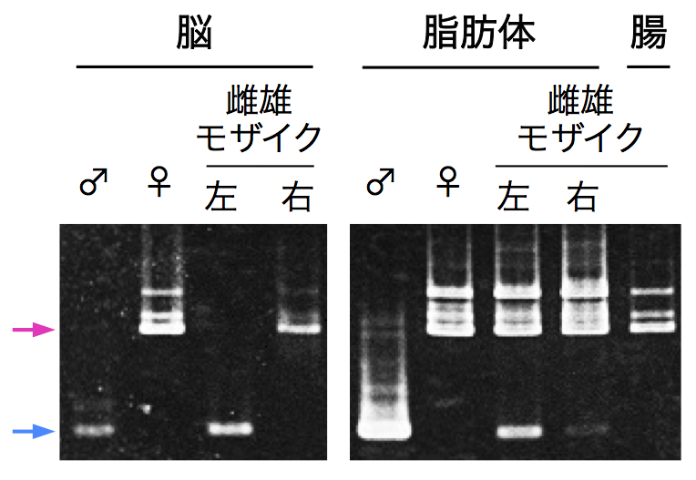 【図2】doublesex遺伝子のパターンを指標にした性の判定 通常、オスでは青矢印の位置に、メスでは赤矢印より上の位置にそれぞれバンドが検出される。