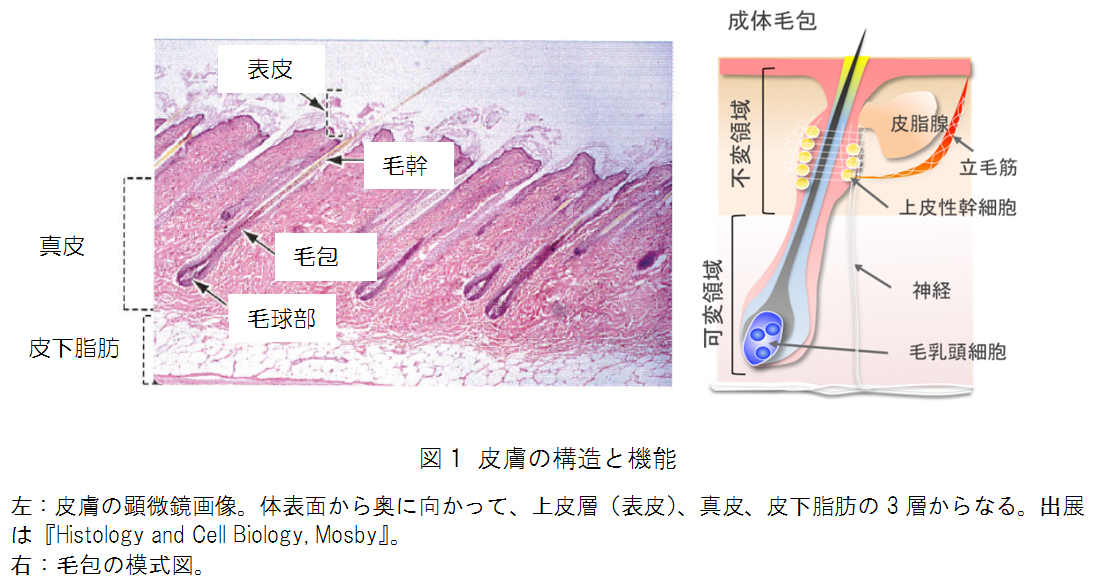 図1 皮膚の構造と機能