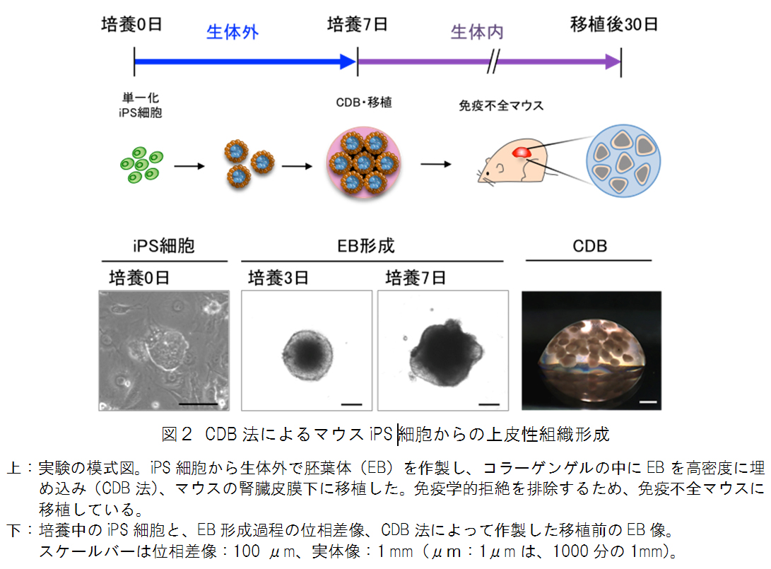 図2 CDB法によるマウスiPS細胞からの上皮性組織形成
