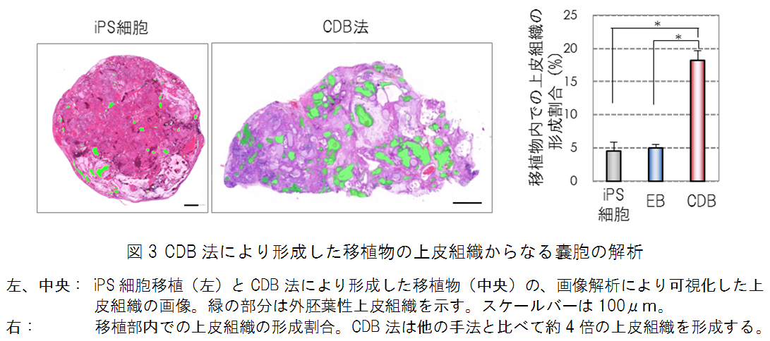 図3 CDB法により形成した移植物の上皮組織からなる嚢胞の解析