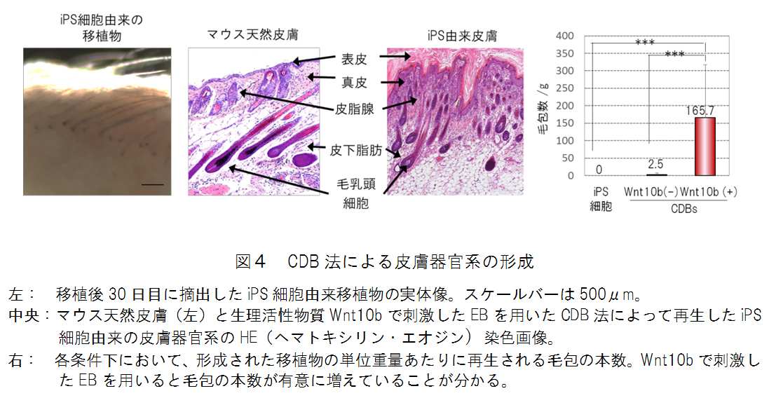 図4 CDB法による皮膚器官系の形成