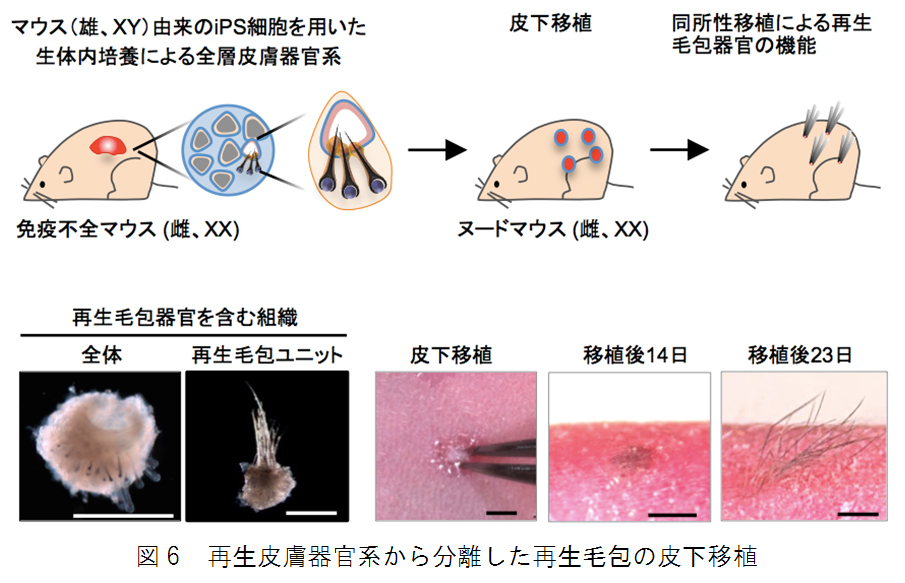 図6 再生皮膚器官系から分離した再生毛包の皮下移植