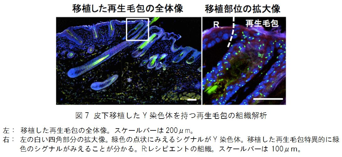 図7 皮下移植したY染色体を持つ再生毛包の組織解析