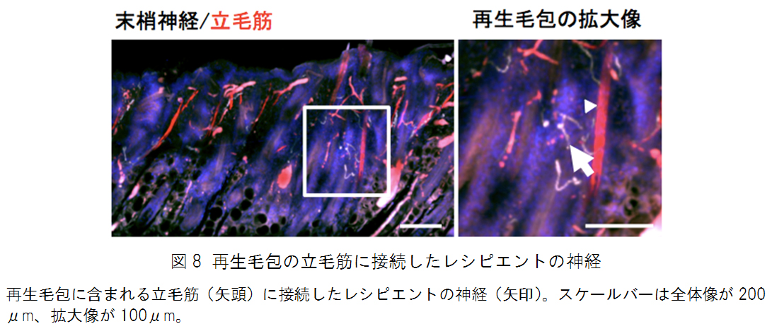図8 再生毛包の立毛筋に接続したレシピエントの神経