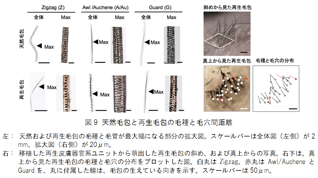 図9 天然毛包と再生毛包の毛種と毛穴間距離