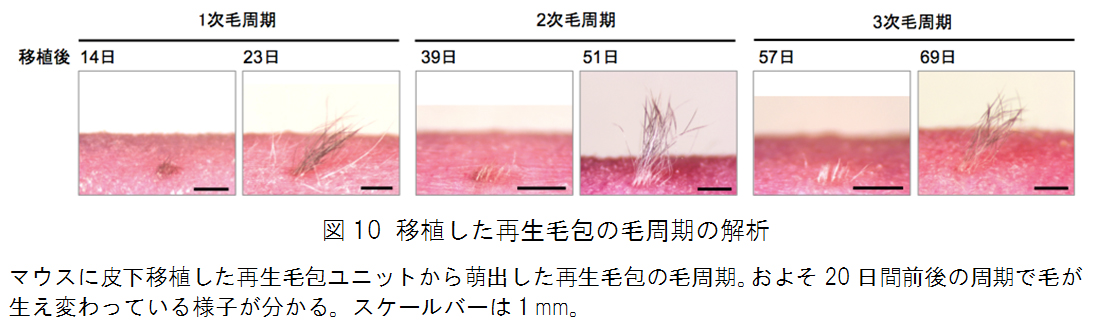 図10 移植した再生毛包の毛周期の解析