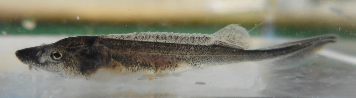 シベリアチョウザメ稚魚3.jpg